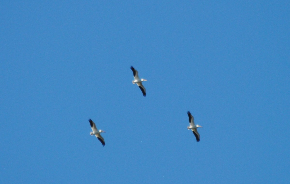 pelikán severoamerický - ML25488751