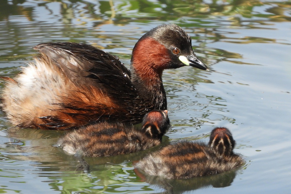 Little Grebe - Paul Lewis