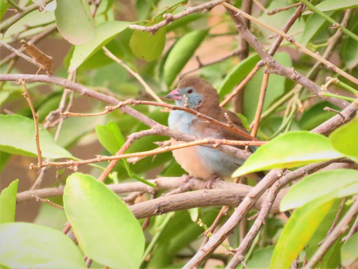 Red-cheeked Cordonbleu - ML254890281