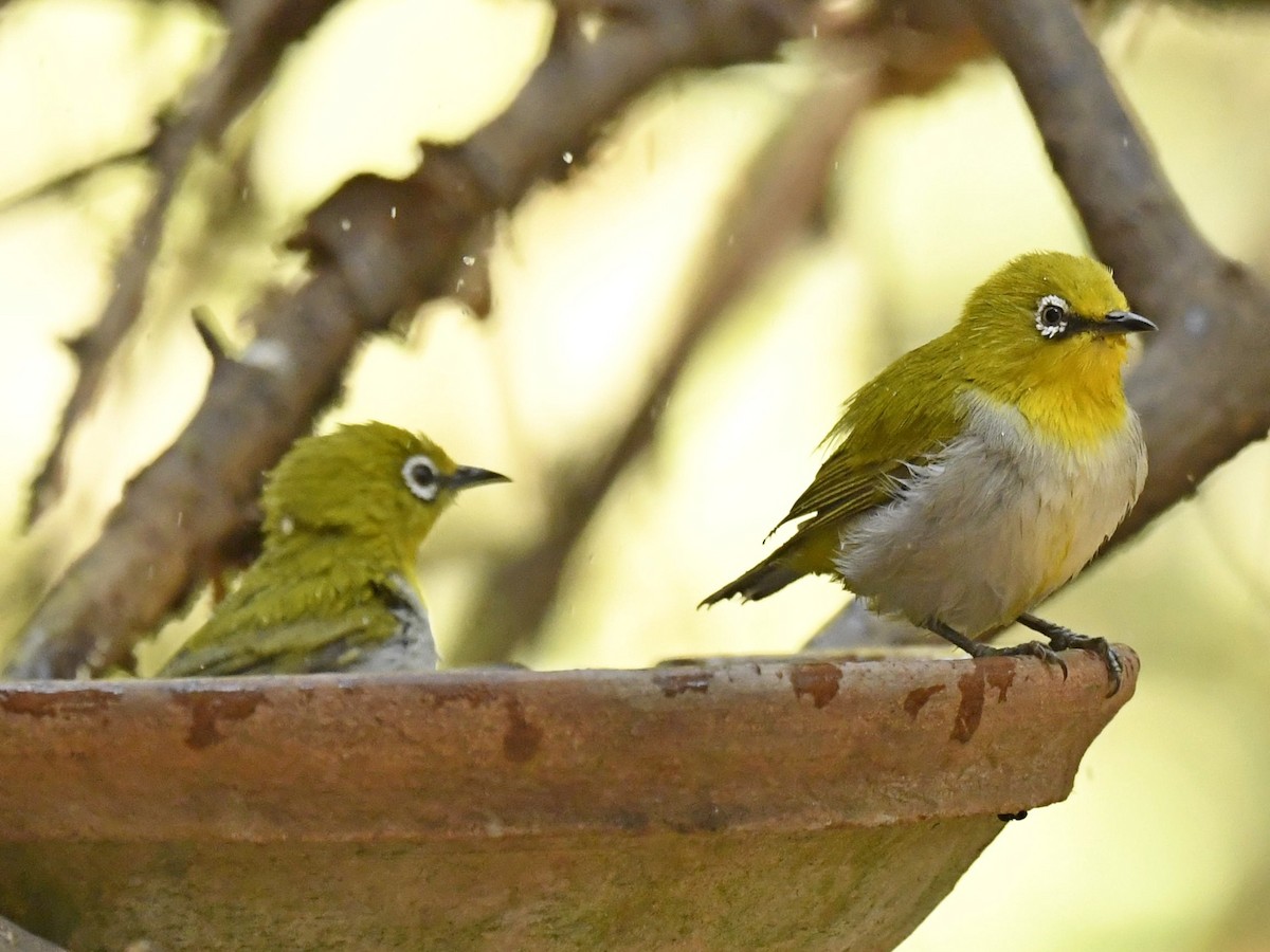 Indian White-eye - ML254891281