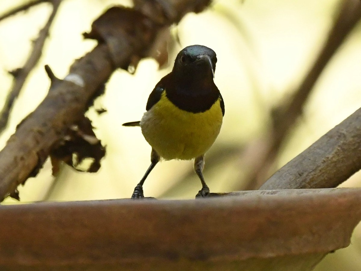 Purple-rumped Sunbird - Subhadra Devi