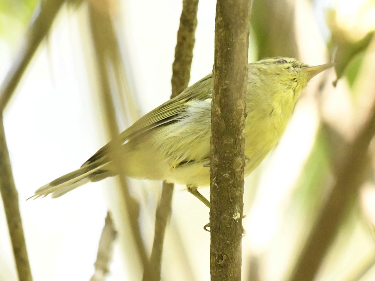 Green Warbler - Subhadra Devi