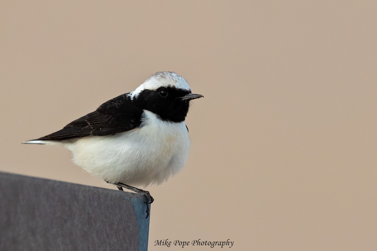 Pied Wheatear - ML254892071