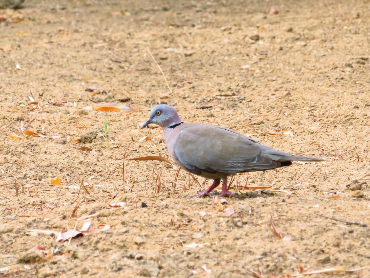 Mourning Collared-Dove - ML254892911