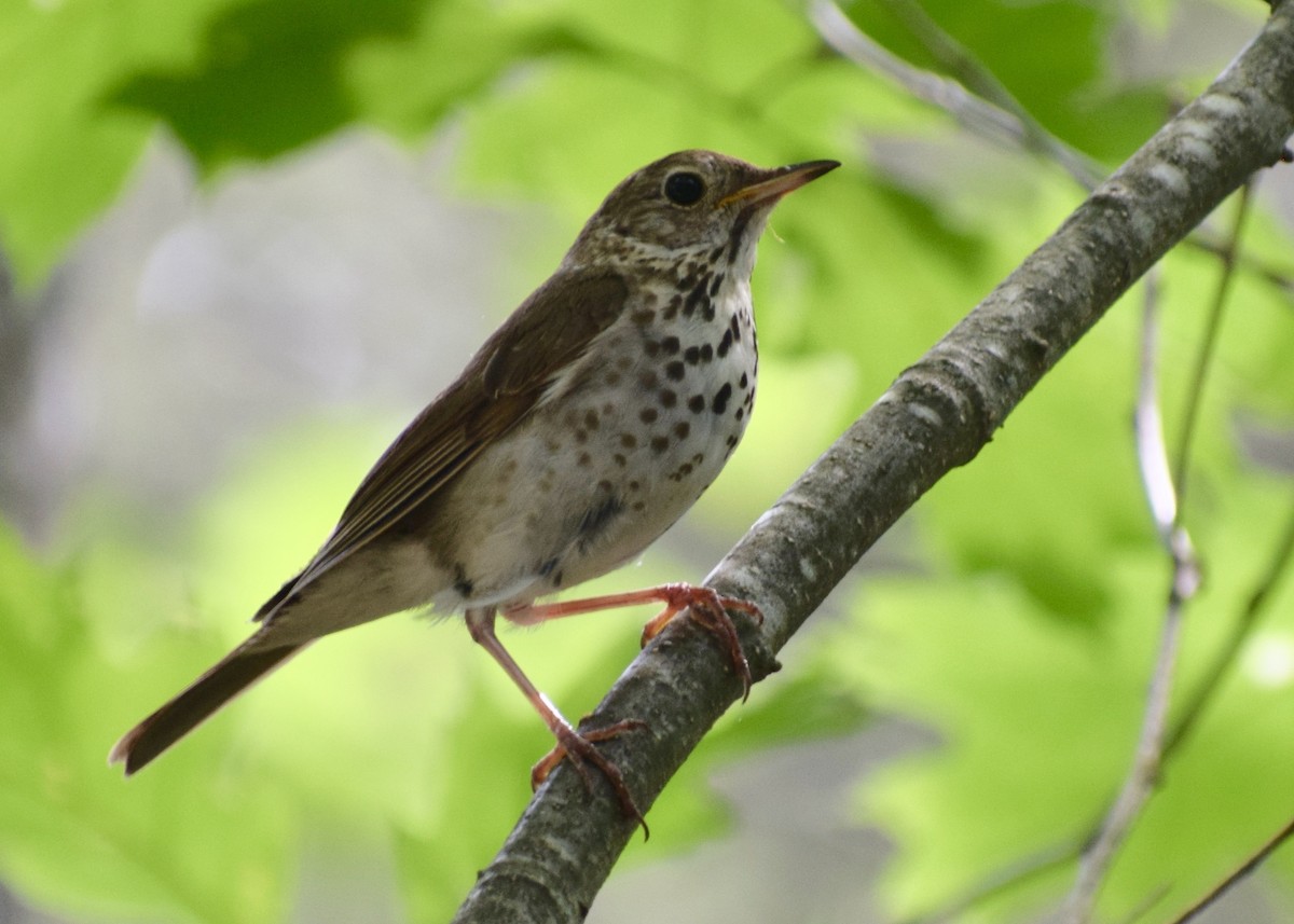 Hermit Thrush - ML254892931