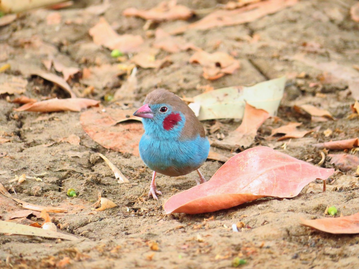 Red-cheeked Cordonbleu - ML254893161