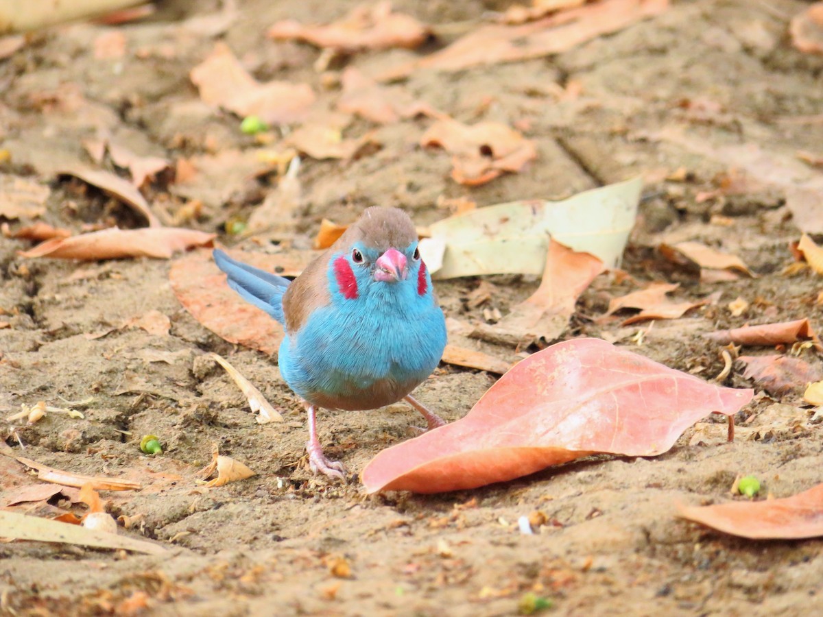 Red-cheeked Cordonbleu - ML254893181