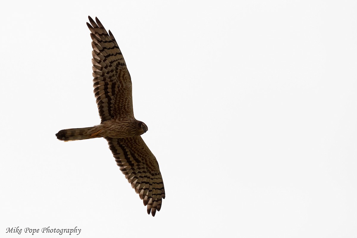 Pallid Harrier - Mike Pope