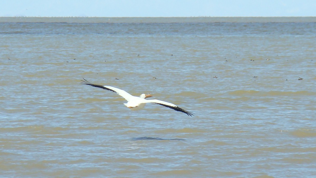 pelikán severoamerický - ML254897561