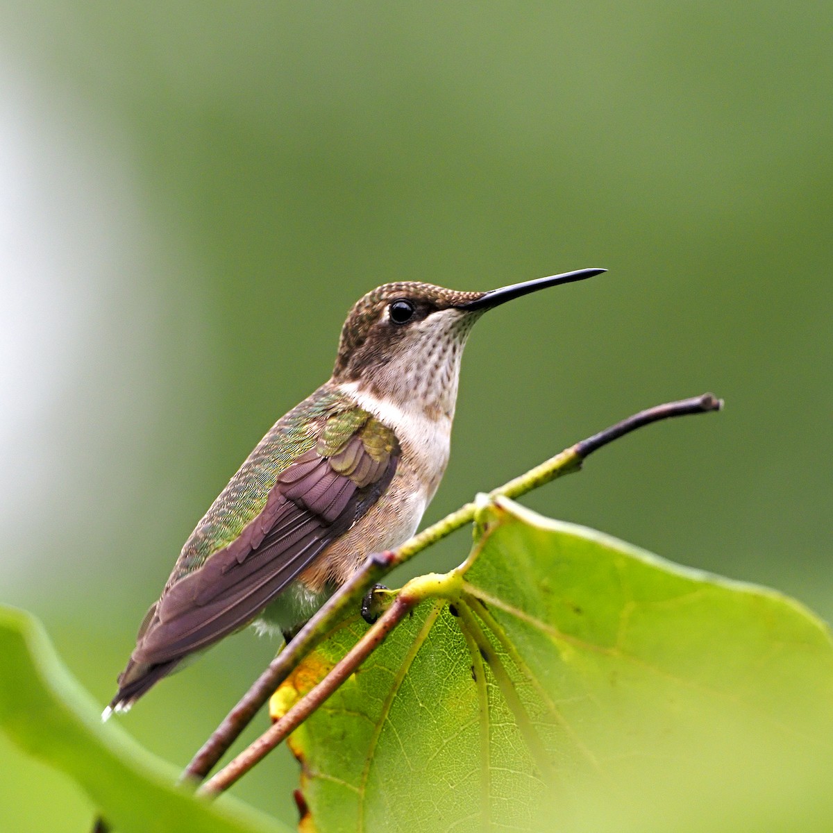 Colibrí Gorjirrubí - ML254898161