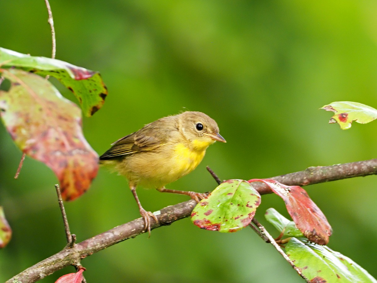 Common Yellowthroat - ML254898211