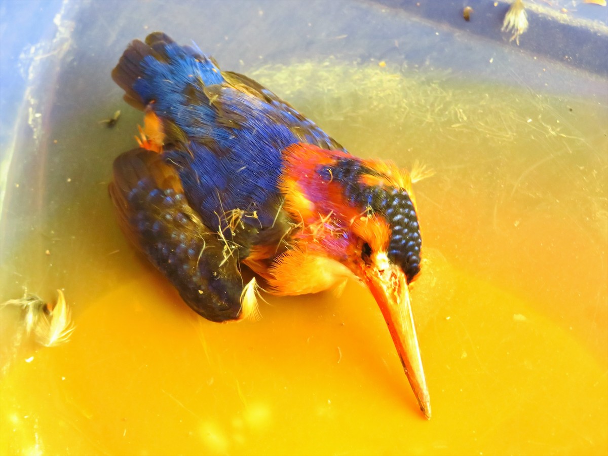 African Pygmy Kingfisher - ML254898441