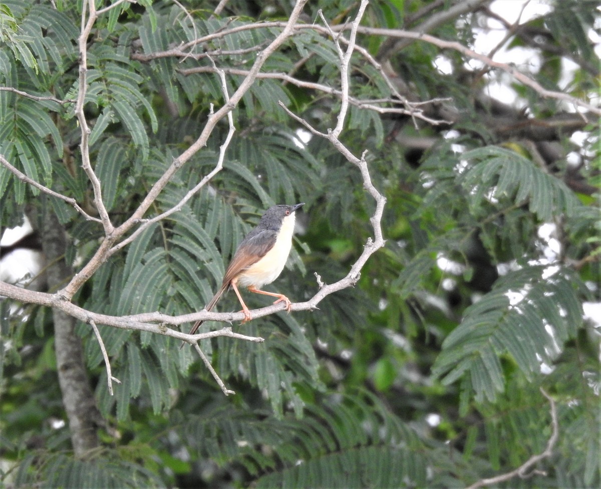 Ashy Prinia - Shivaprakash Adavanne