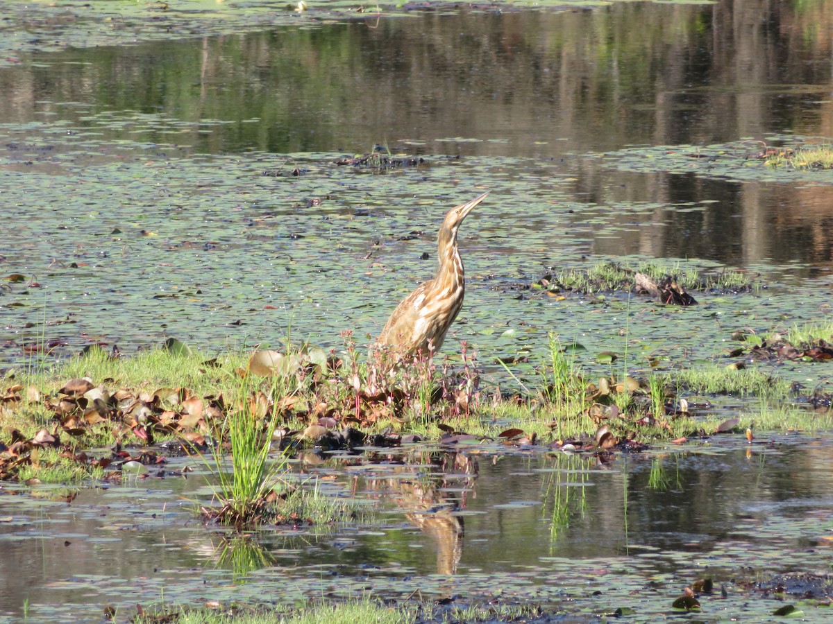 American Bittern - ML254904731