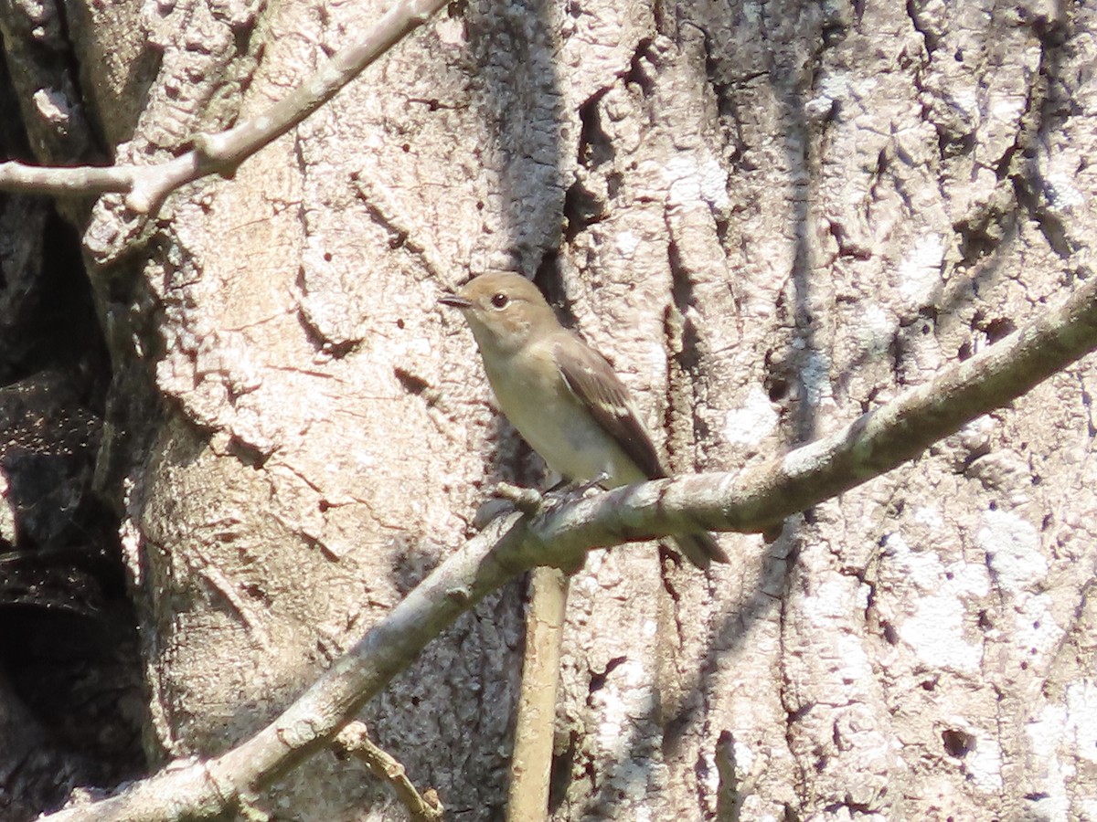 European Pied Flycatcher - David Campbell