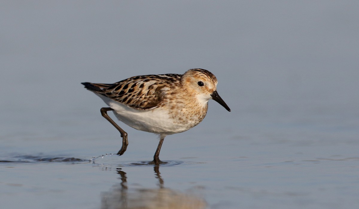 Little Stint - ML254906611