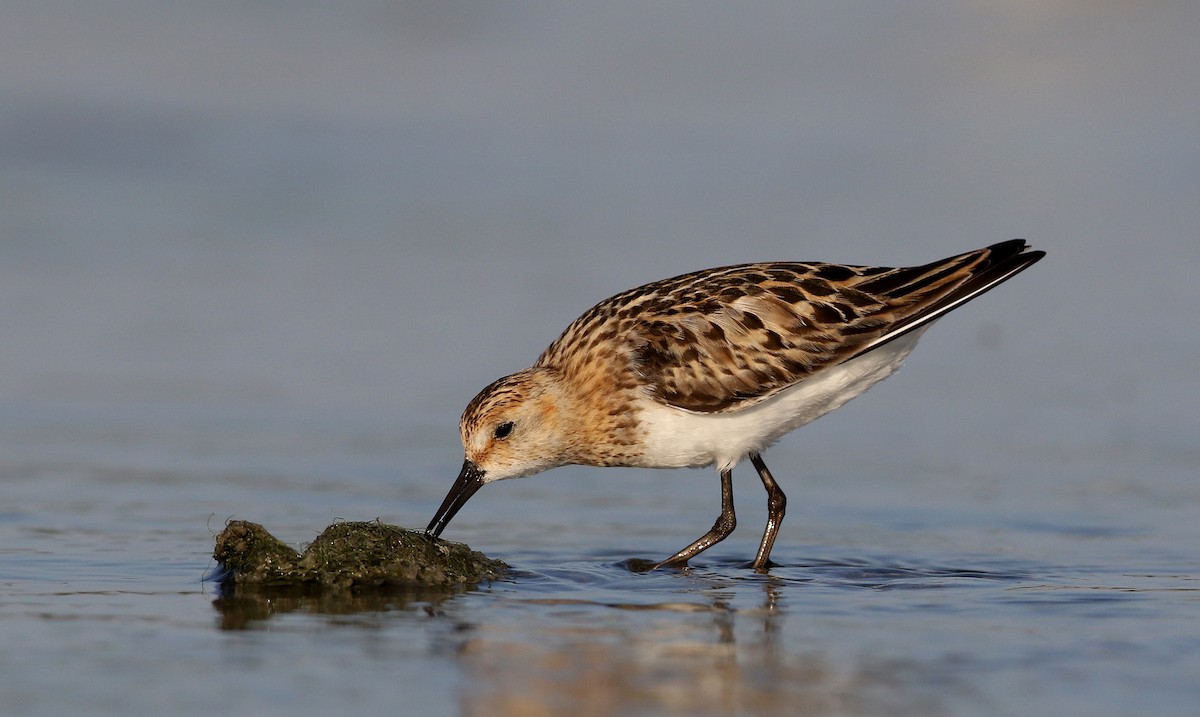 Little Stint - ML254906731