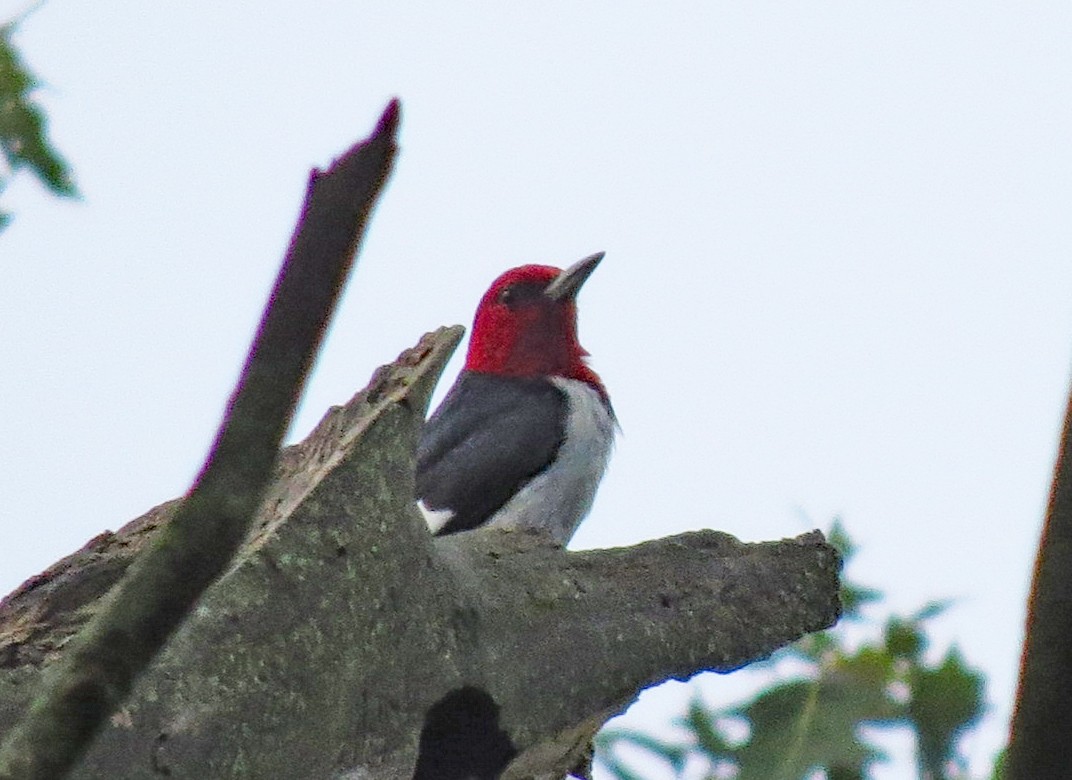 Red-headed Woodpecker - ML254910231