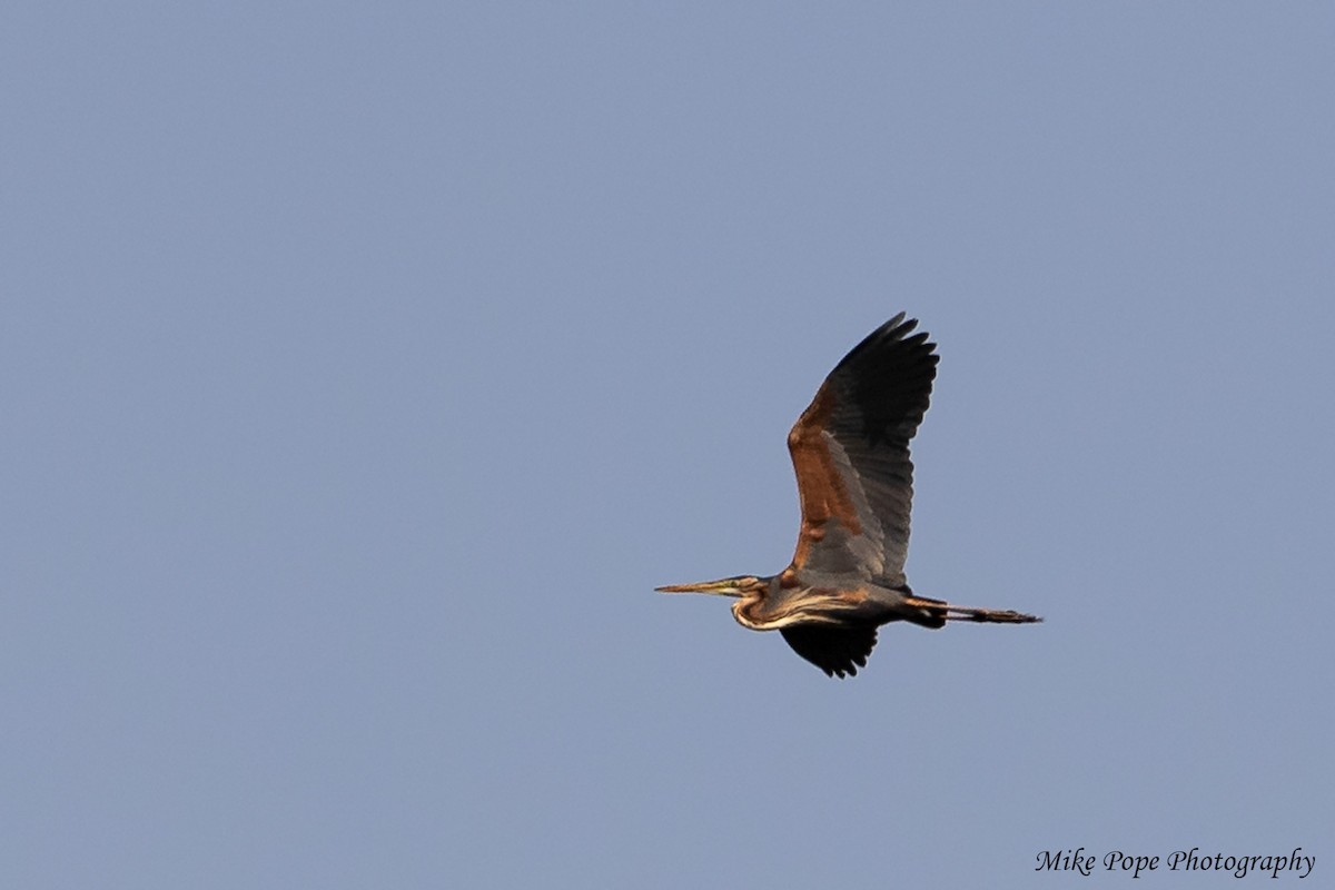 Purple Heron - Mike Pope