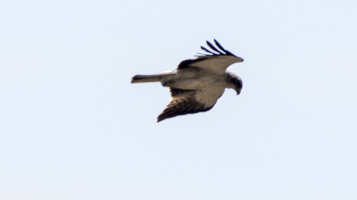 Booted Eagle - ML25491211