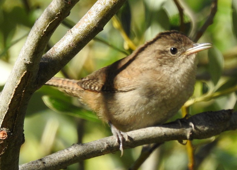 House Wren - Andy Frank