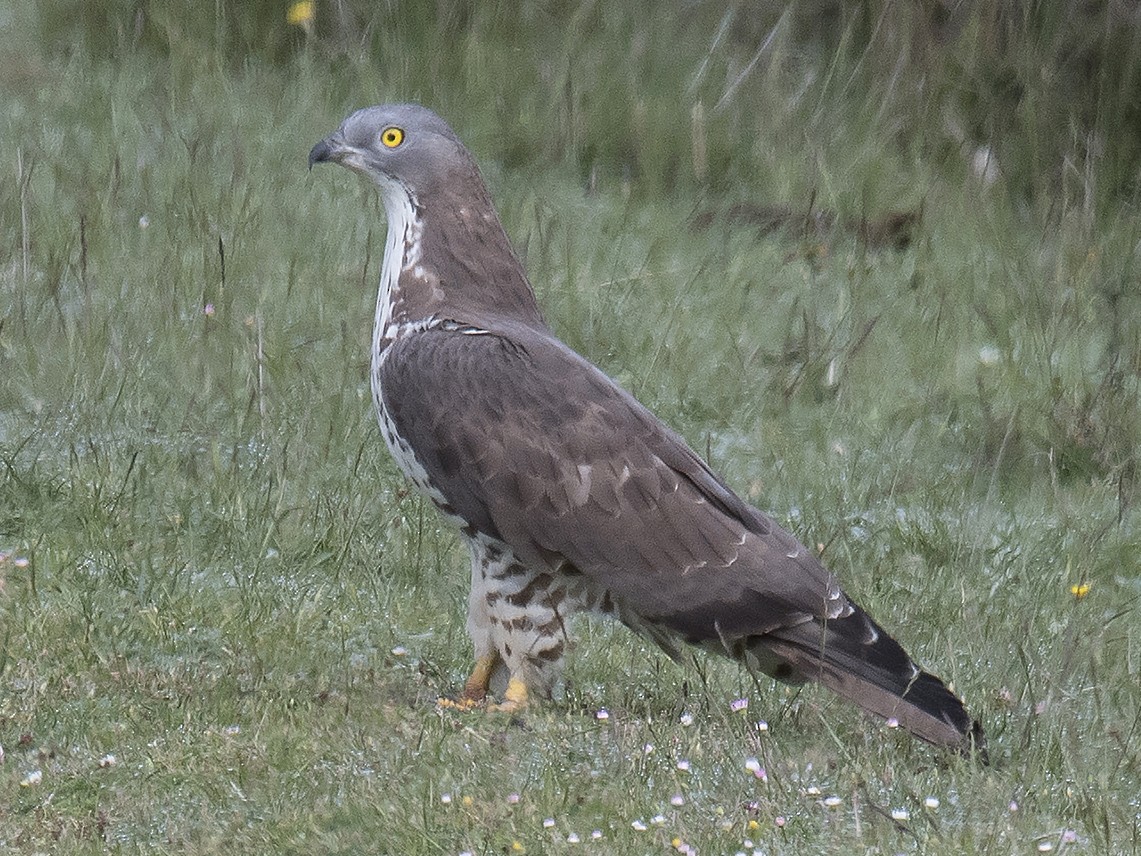 Adult light morph