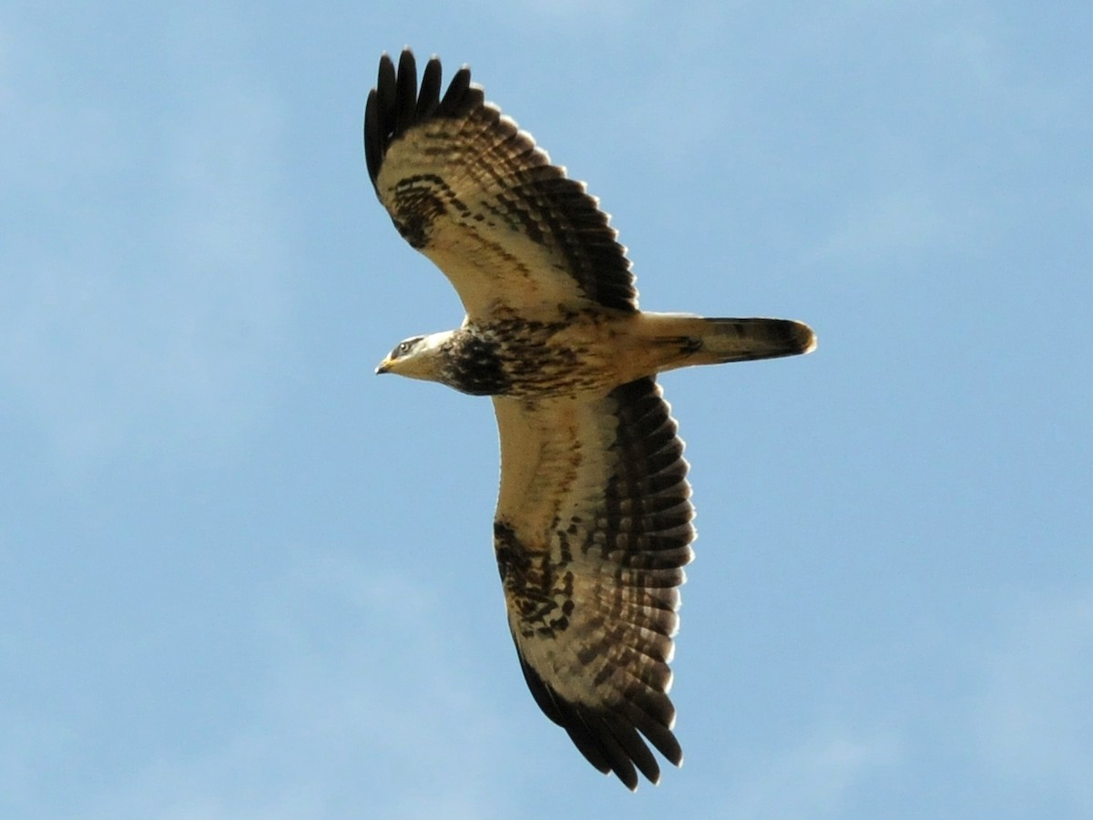 Juvenile light morph