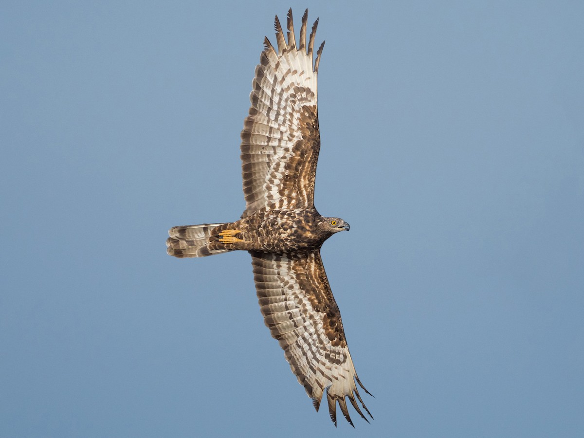 Adult intermediate morph