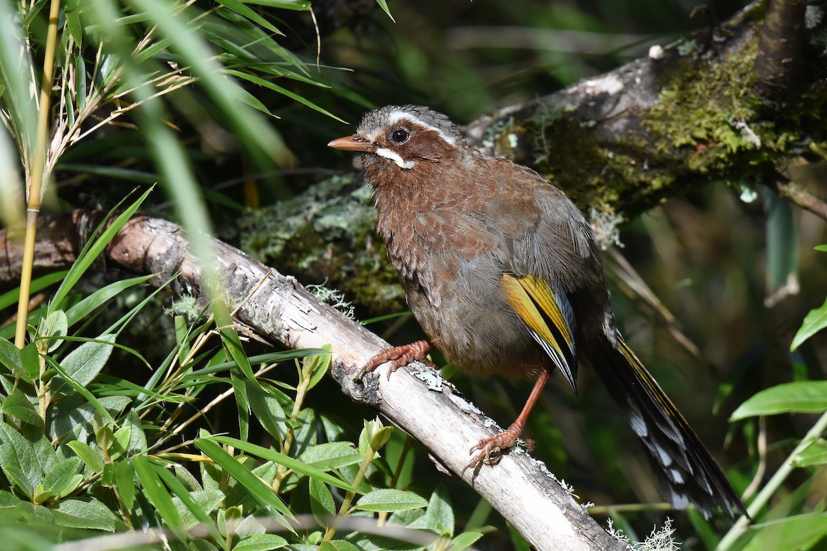White-whiskered Laughingthrush - Anonymous