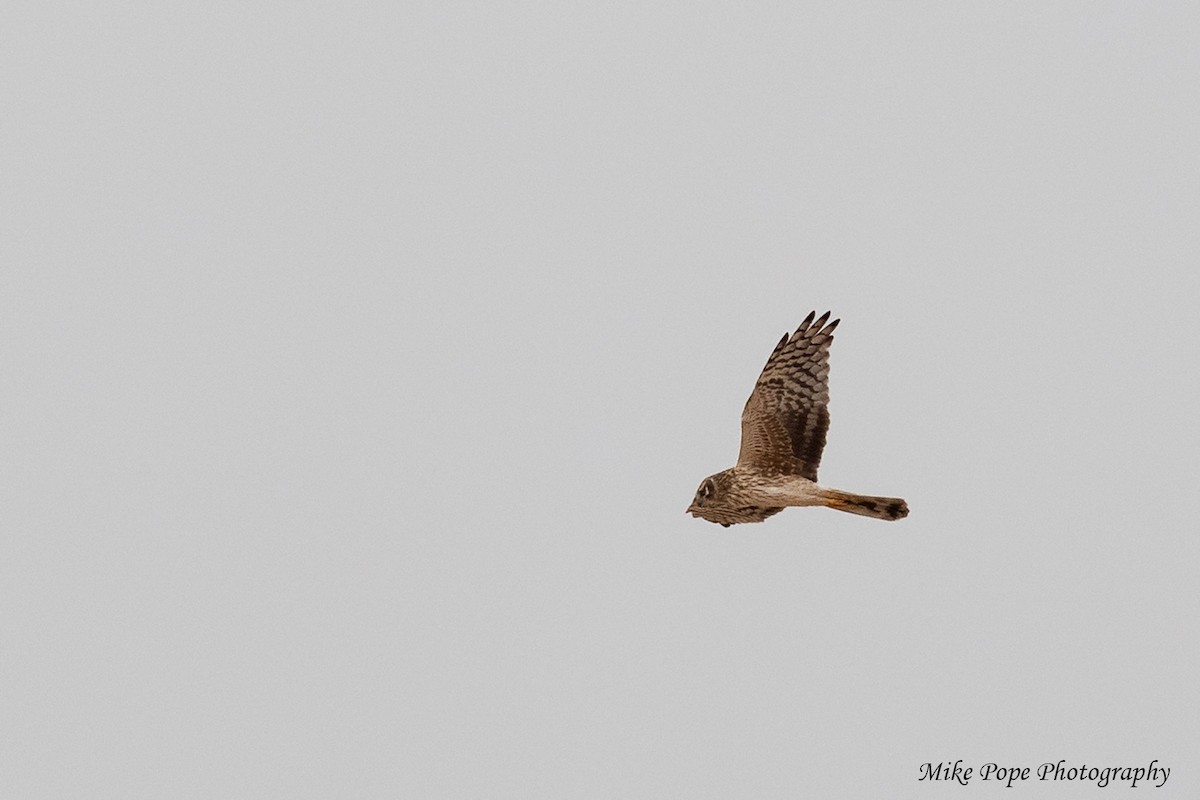 Pallid Harrier - Mike Pope