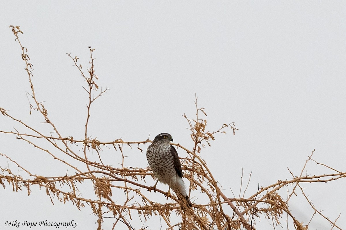 Eurasian Sparrowhawk - ML254913891