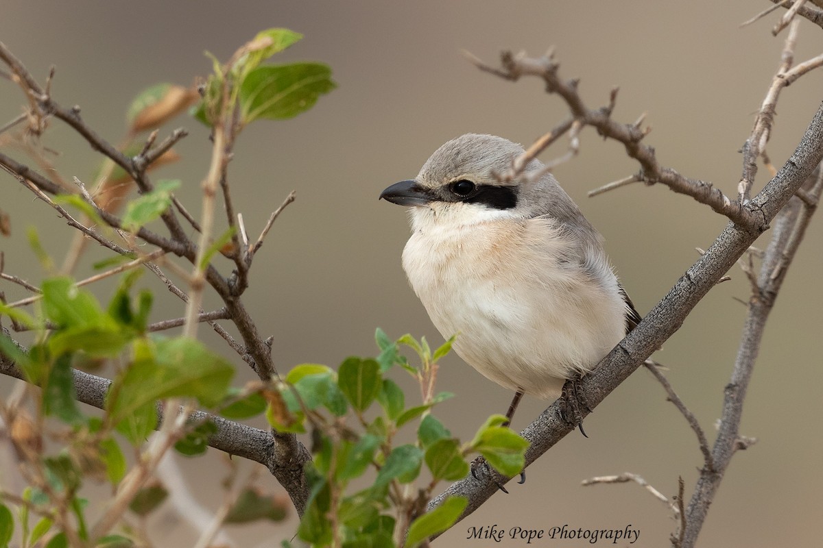 Great Gray Shrike (Steppe) - ML254914141