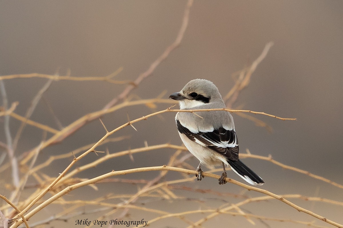 Great Gray Shrike (Steppe) - ML254914151