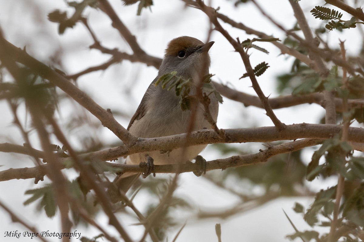 Eurasian Blackcap - ML254914281