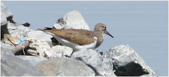 Common Sandpiper - Birdlife Melbourne