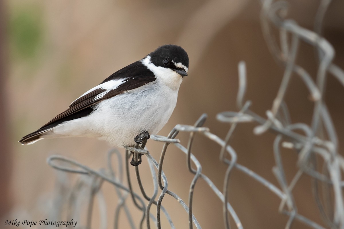 Semicollared Flycatcher - ML254914611