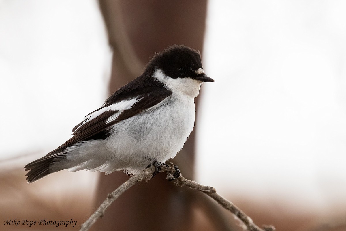 Semicollared Flycatcher - ML254914631