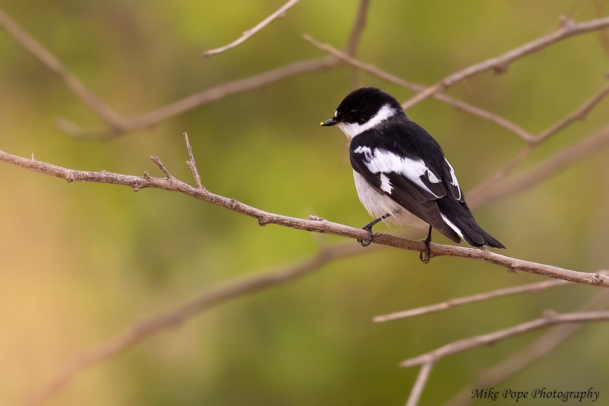 Semicollared Flycatcher - ML254914651