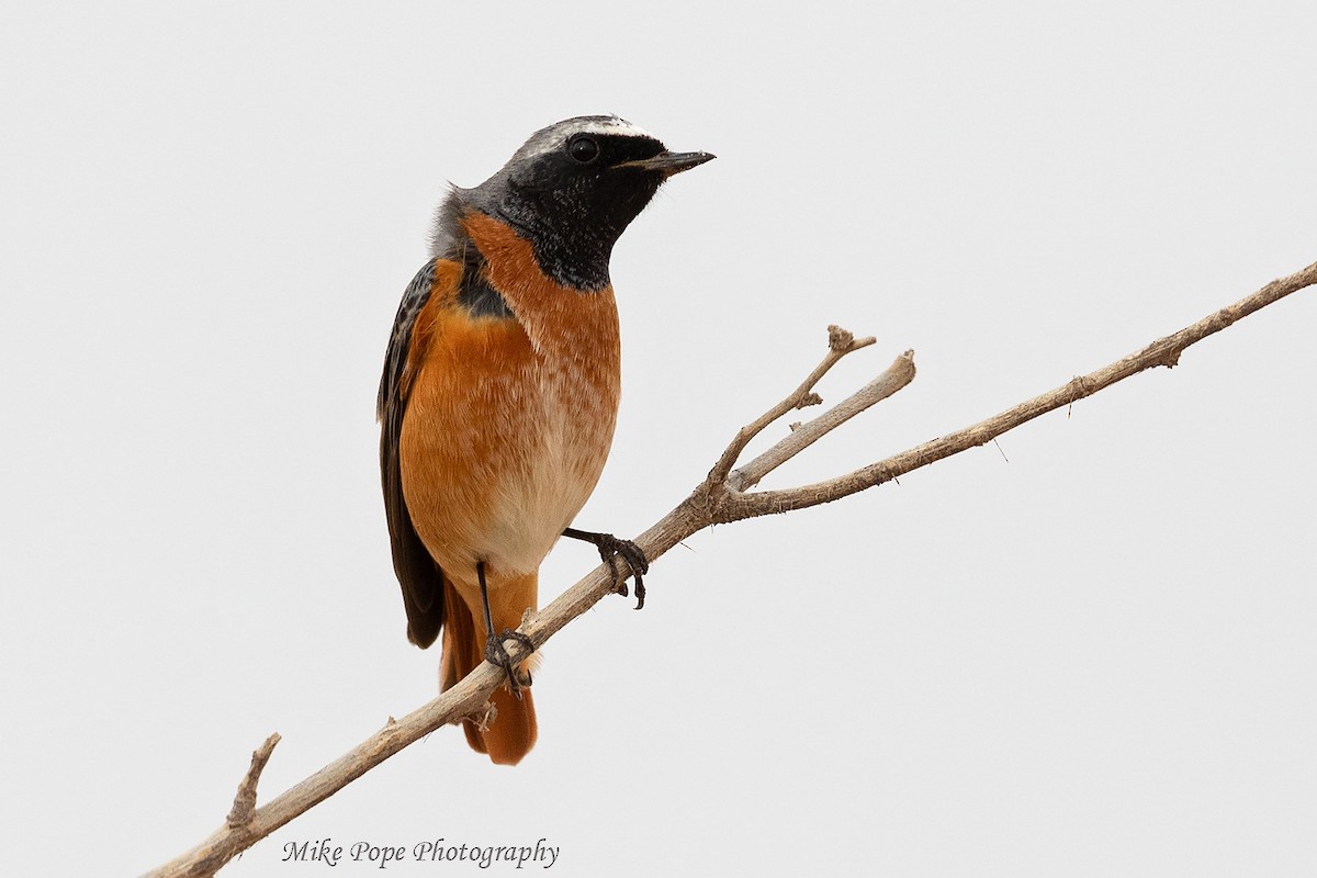 Common Redstart - ML254914691