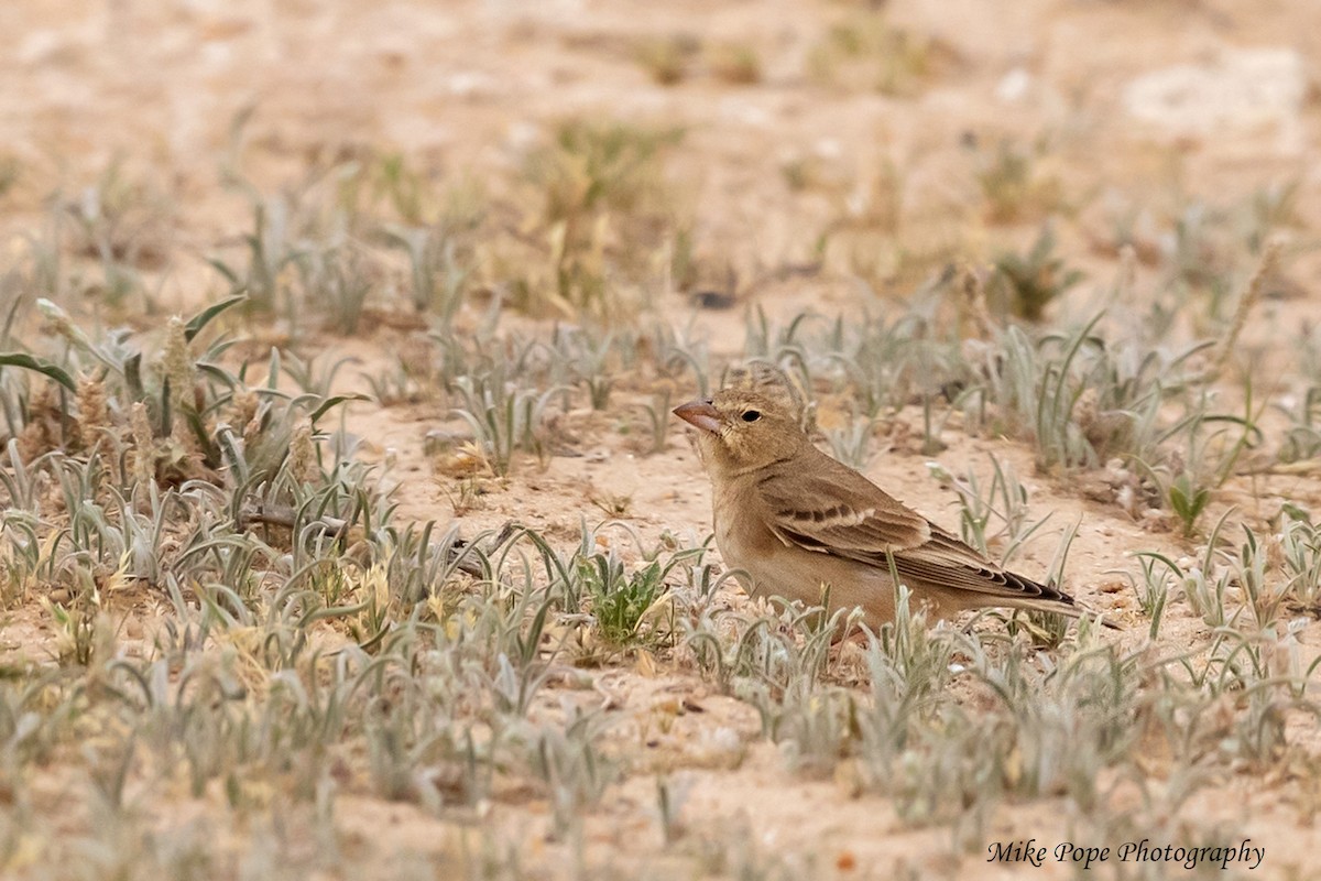 Pale Rockfinch - Mike Pope