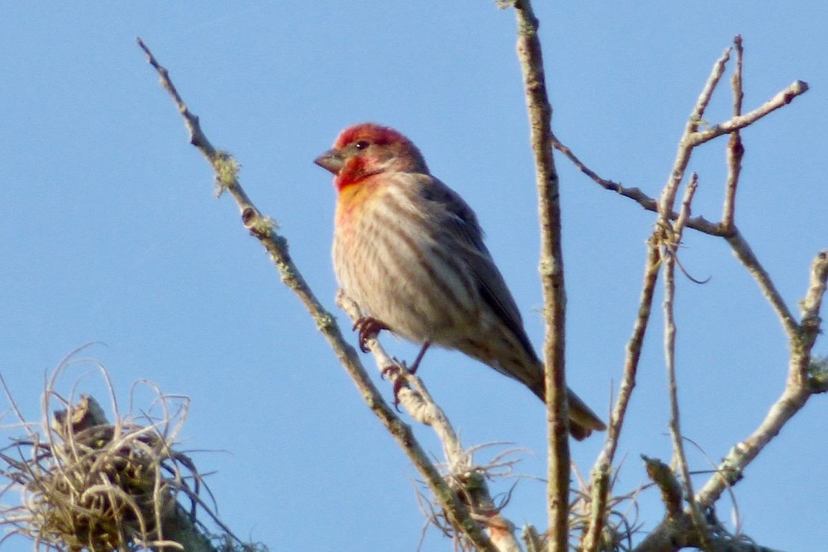 House Finch - ML254915161