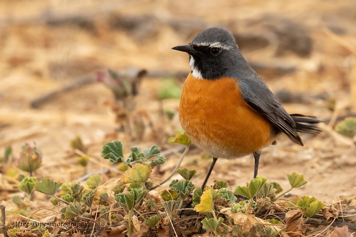 White-throated Robin - ML254915211