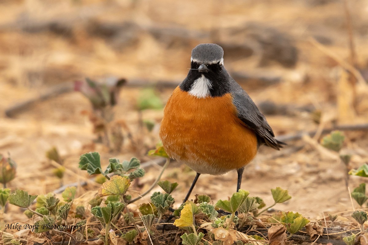 White-throated Robin - ML254915221