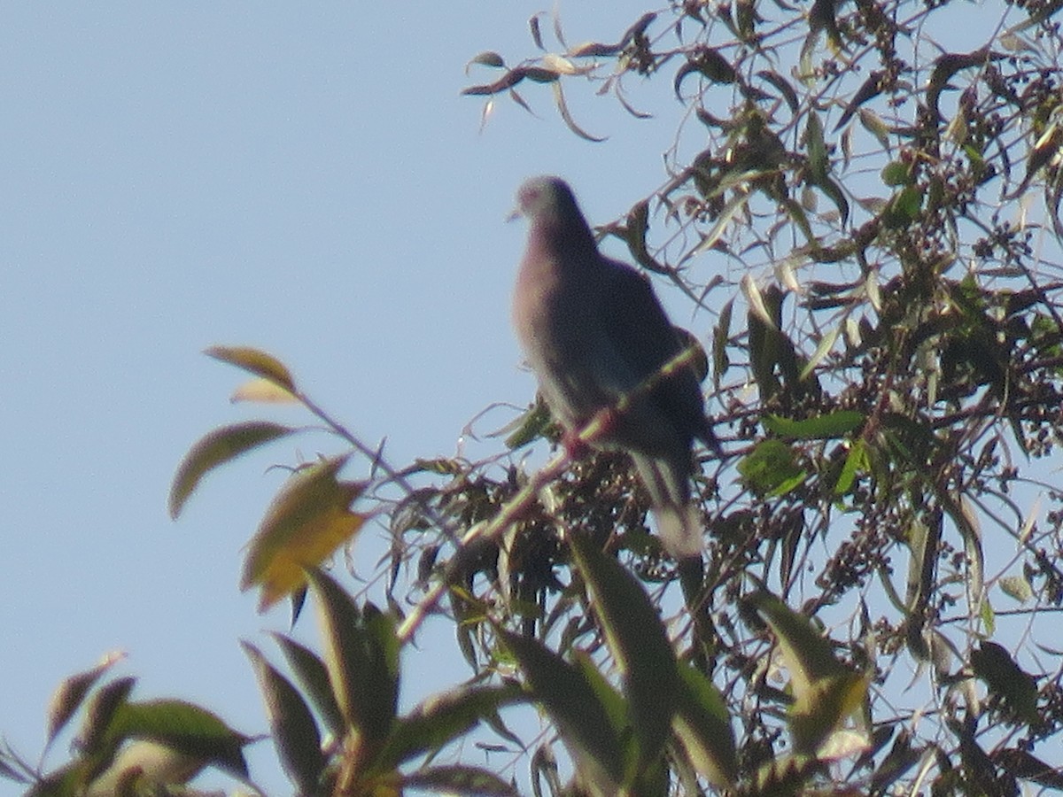 Pale-vented Pigeon - Romeu Gama