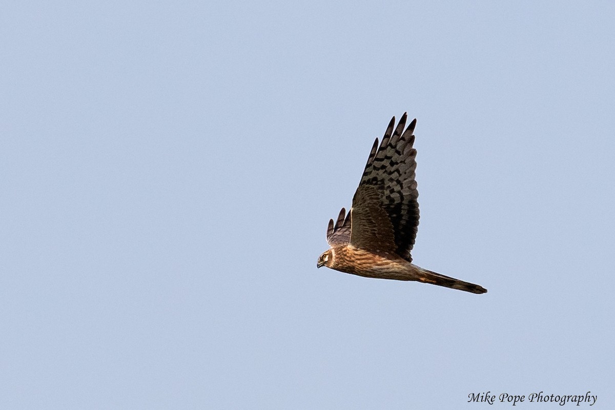 Pallid Harrier - Mike Pope