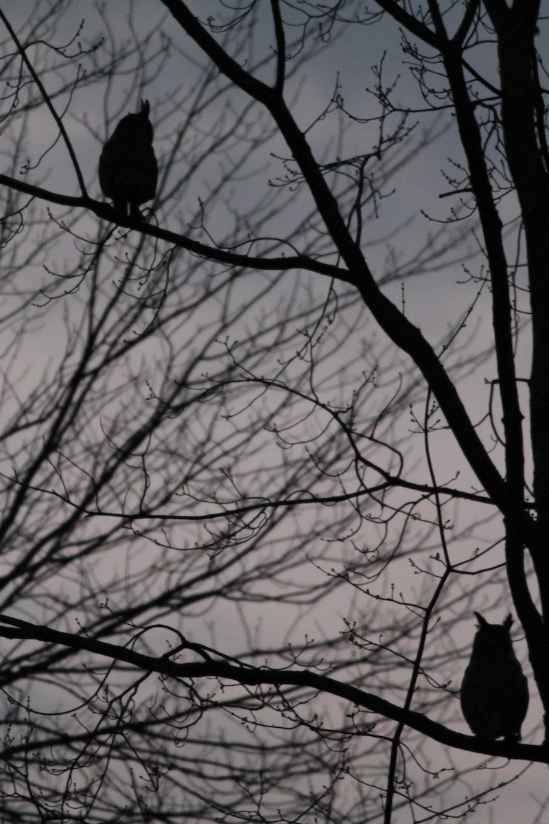 Great Horned Owl - ML25491601