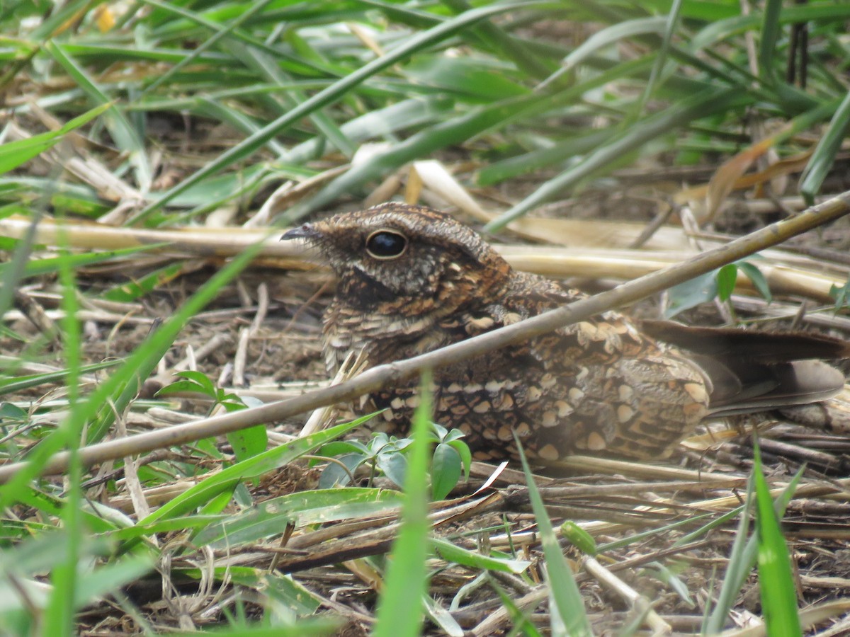 Scissor-tailed Nightjar - Romeu Gama