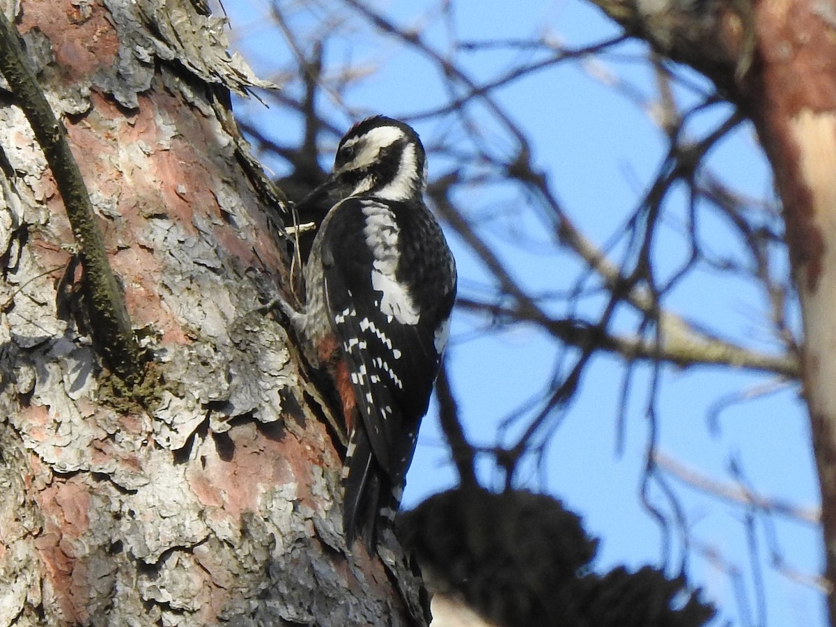 Great Spotted Woodpecker (Atlas) - José Navarrete Pérez