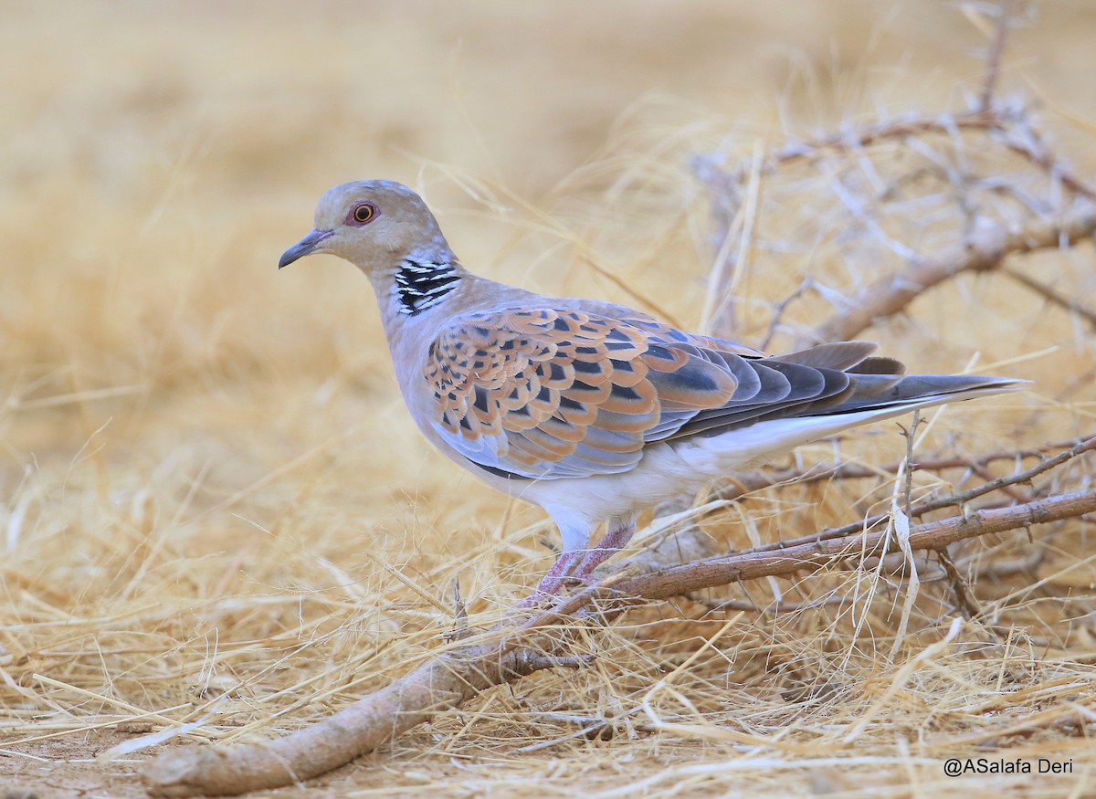 European Turtle-Dove - Fanis Theofanopoulos (ASalafa Deri)