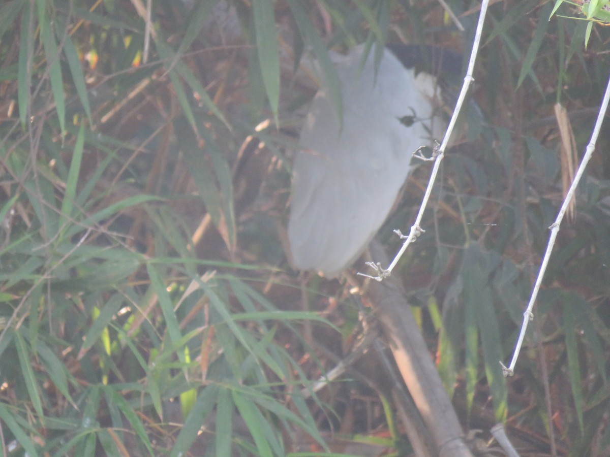 Boat-billed Heron - ML254919341